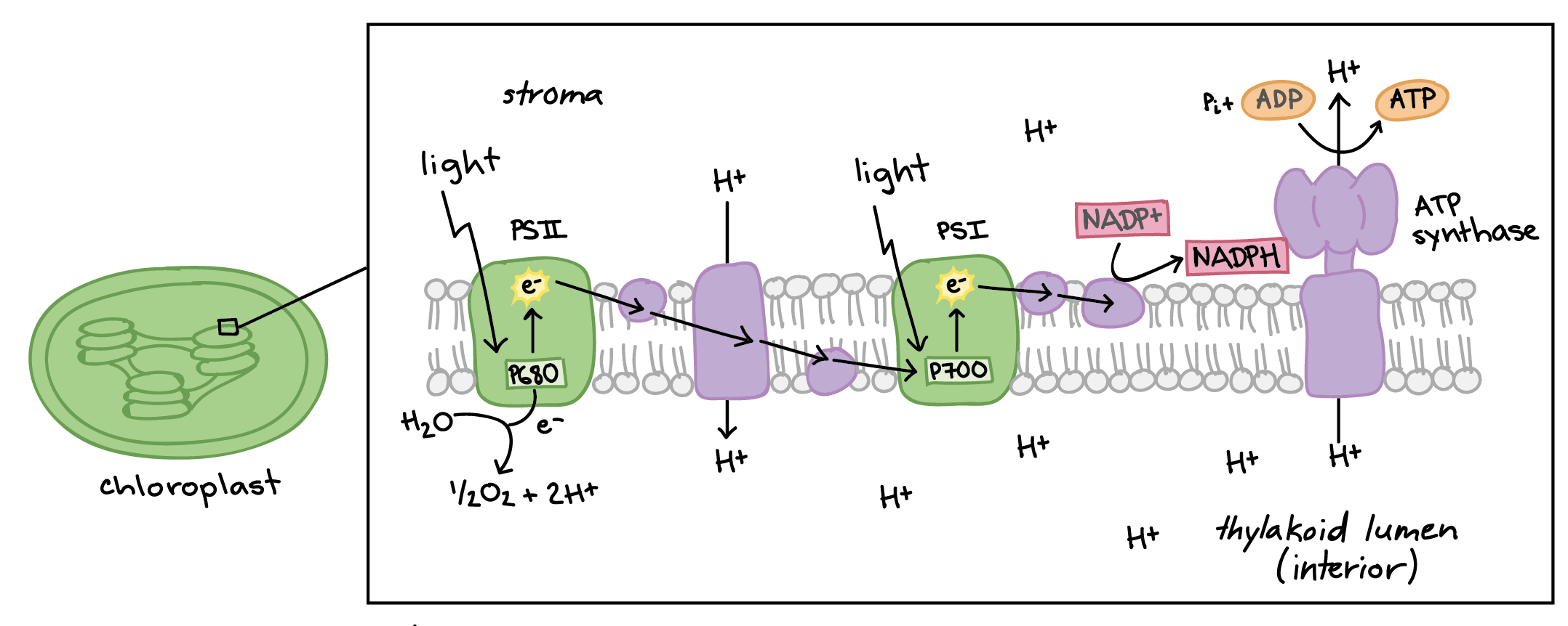 <p>A photon lands on a photosynthesizer, which then absorbs it and brings it to Photo System 2 (PS2). It absorbs it and then sends out and electron, but it needs an electron, so it splits water into hydrogen and oxygen (photolysis), using that energy to make an electron. It pulls in hydrogens from the chloroplast thylakoid aswell. The electron travels to PS1, in which ATP synthesis happens from the movement (photophorylation). PS1 then releases that electron, NADP+ is reduced to NADPH. Both NADPH and ATP travel to the stroma.</p>