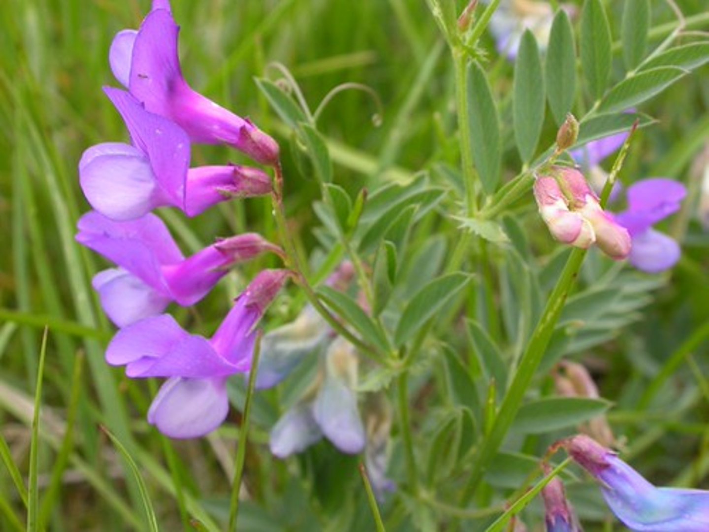 <p>Vicia americana</p>