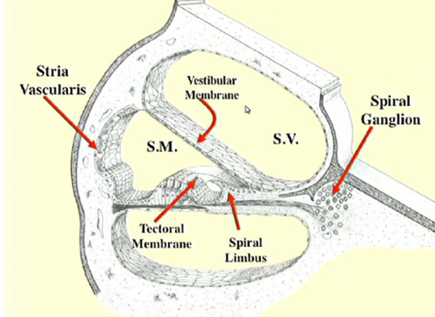 <p>the spiral limbus and extends out over the organ of Corti</p>