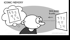 <p>Iconic memory </p>