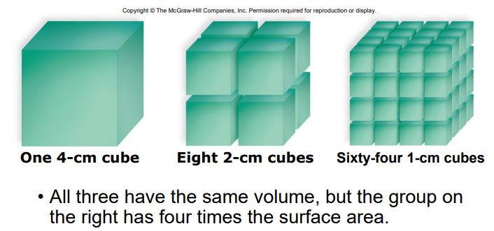 <p>"Small cell size means more cells = more surface area<br>As cells increase in volume, surface area decreases<br><br>The amount of surface area affects the ability to get materials in/out of the cell<br></p>