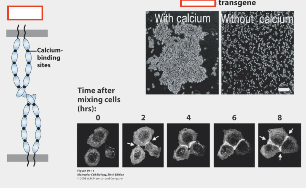 <ul><li><p>calcium-dependent cell-cell adhesion molecules</p></li><li><p>removing calcium → cells no longer adhere</p></li><li><p>connect to cytoskeleton via adapter proteins that bind to intracellular domain or to other proteins (ex. Catenins, Vinculin, VASP, ZO1) → eventually bind to actin</p></li></ul><p></p>