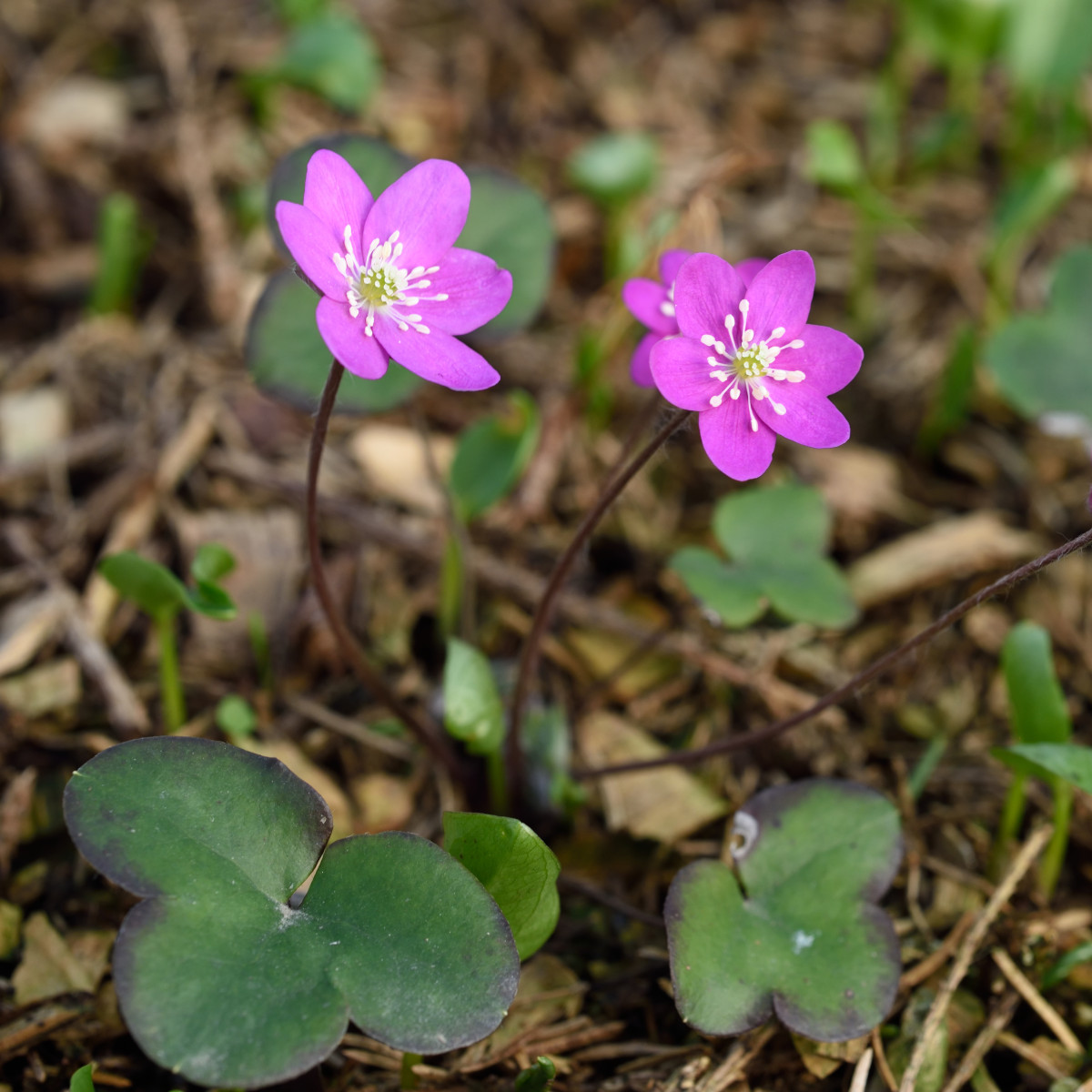 <p>Blåsippa  (Ranunculaceae) (KÄNN IGEN PÅ BLAD) </p>