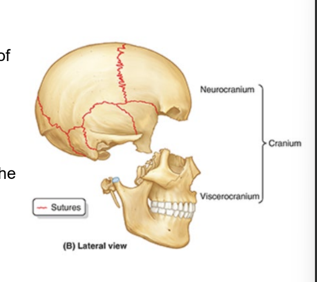 <ul><li><p>bony case of the brain, membranous coverings, & cranial meninges</p></li><li><p>formed by<strong> series of 8 bones</strong></p><ul><li><p><strong>4 singular </strong>bones centered on midline</p><ul><li><p>frontal, <u>ethmoid</u>, sphenoid, occipital</p></li></ul></li><li><p><strong>2 sets </strong>of bones occurring as<strong> bilateral pairs</strong></p><ul><li><p>temporal and parietal</p></li></ul></li></ul></li></ul><p></p>