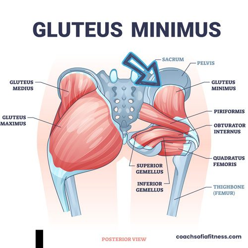 <p><span style="background-color: transparent;">External surface of ilium between inferior and anterior gluteal lines</span></p>