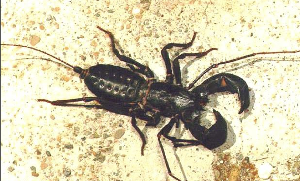 <p>Klasse Arachnida (spinachtigen) orde?</p>