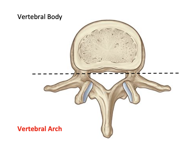 <p>Vertebral Arch </p>