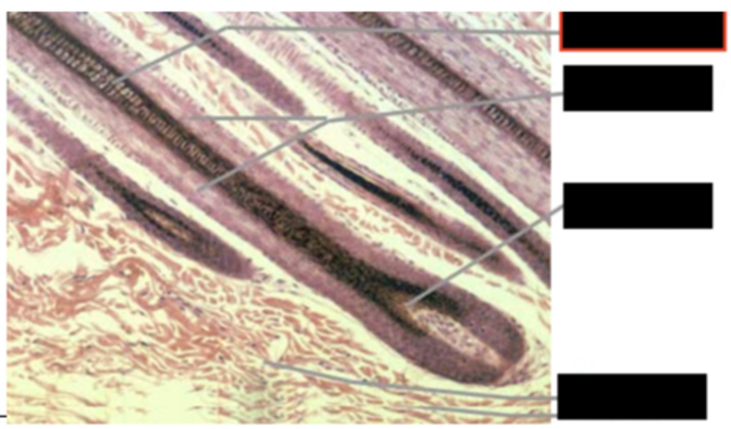 <p>Identify the structure (red box) </p>