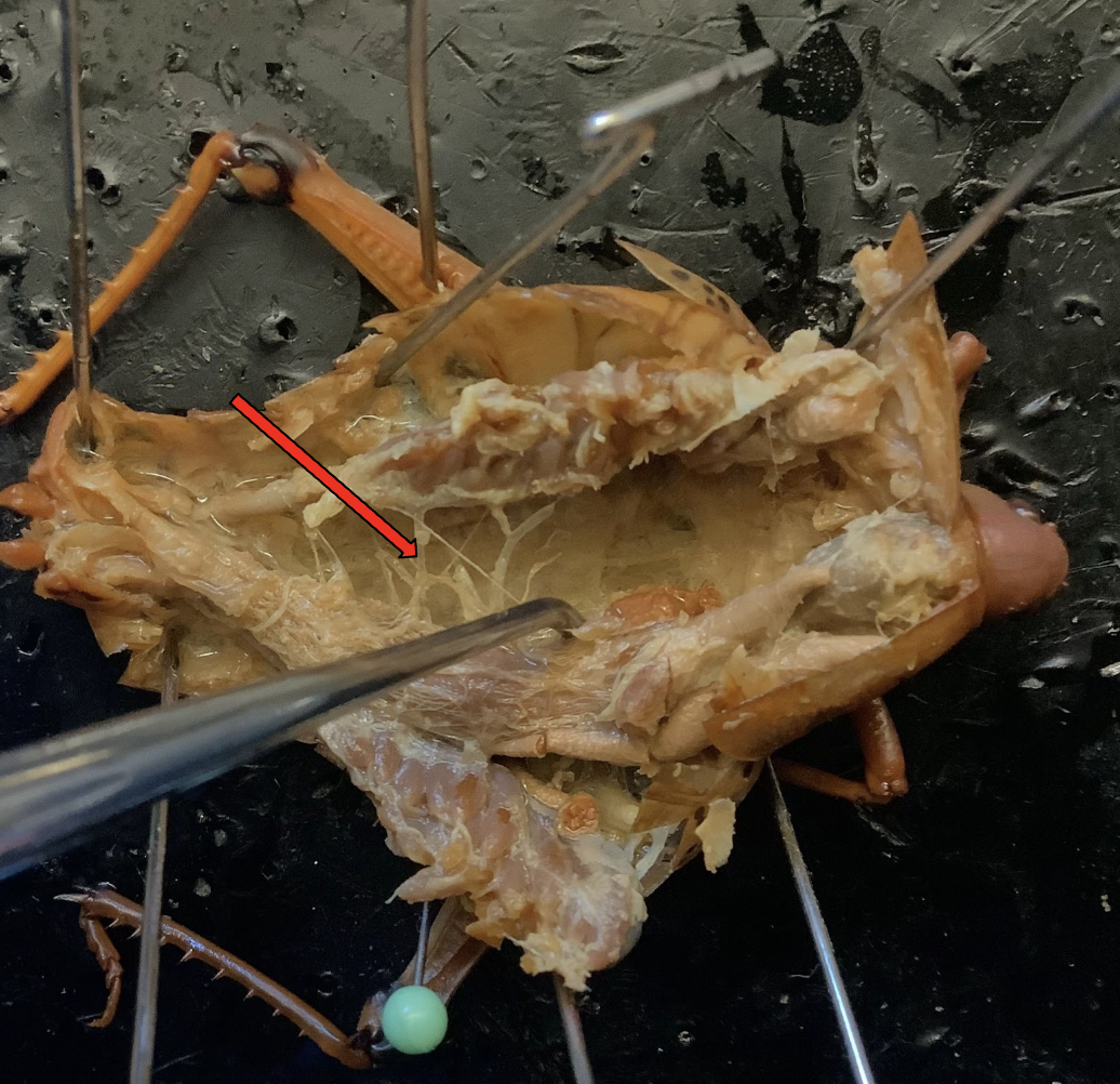 <p>What is this structure? What is the function?</p>