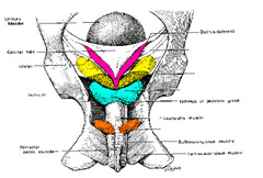 <p>What accessory sex gland is orange in stallions?</p>