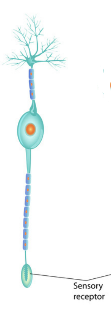 <p>bipolar neuron</p>