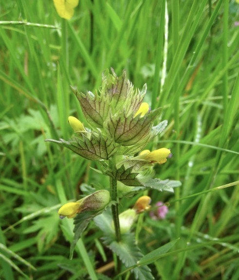 <p><span>Rhinanthus minor: deciduous, evergreen or what?</span></p>