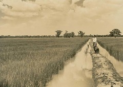 <p>The forcible consolidation of individual peasant farms into large state-controlled enterprises in the Soviet Union under Stalin.</p>
