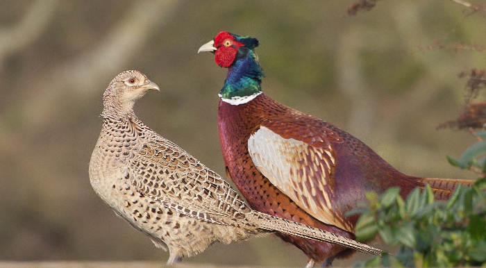 <p>What vertebrate is this?</p>