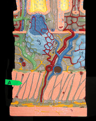 <p>Identify this muscle layer (be specific).</p>