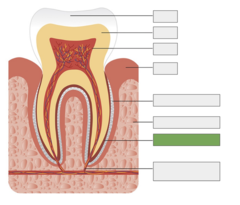 <p>very thin layer of calcified tissue covering the root</p>