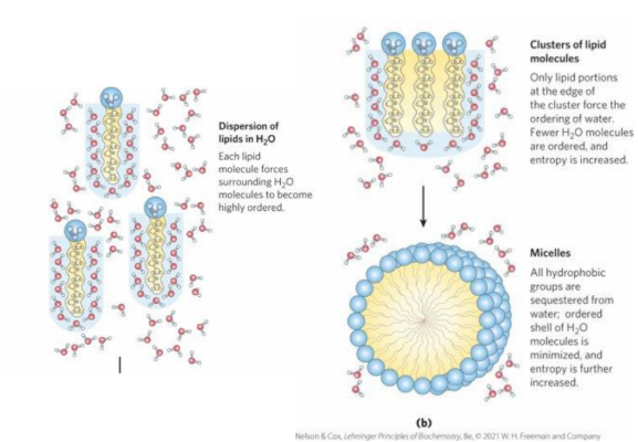 <p><strong><u>Amphipathic Molecules in Water </u></strong></p><ul><li><p>_______- nonpolar regions cluster together, polar regions arrange regions → cluster to maxiize interactions with each other and not with the solvent. </p></li></ul><p></p>