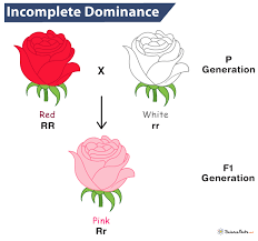 <p>Parents blend traits</p><p><em>ex: Roses and snapdragons</em></p>