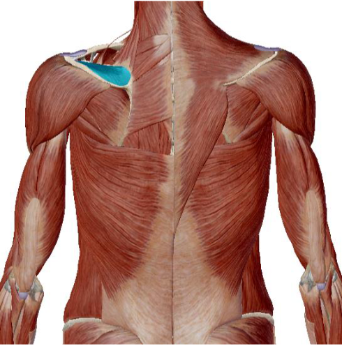 <p>what muscle is this </p>
