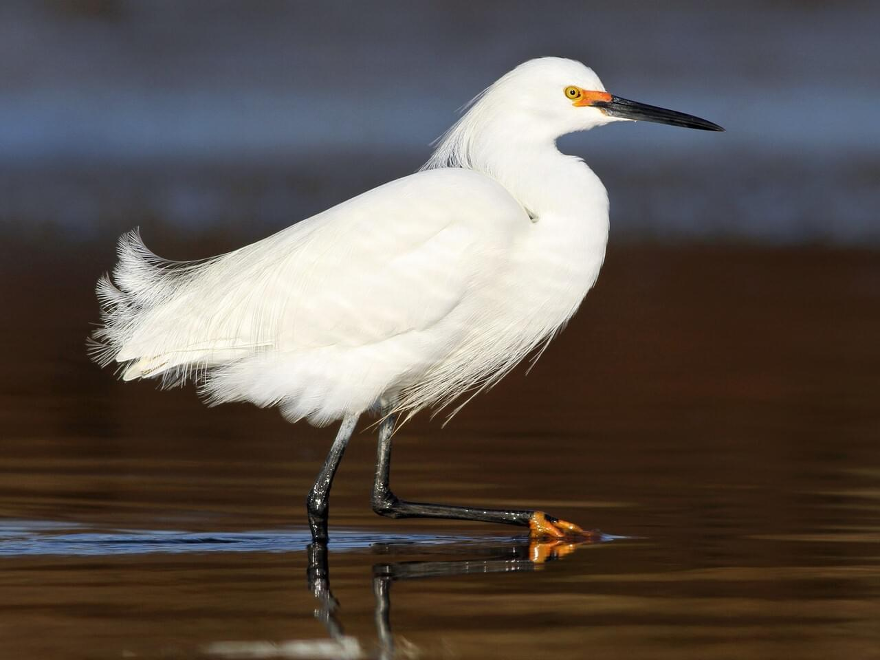 <p>Snowy egret</p>