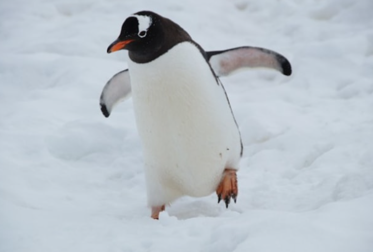 <p>penguin</p>