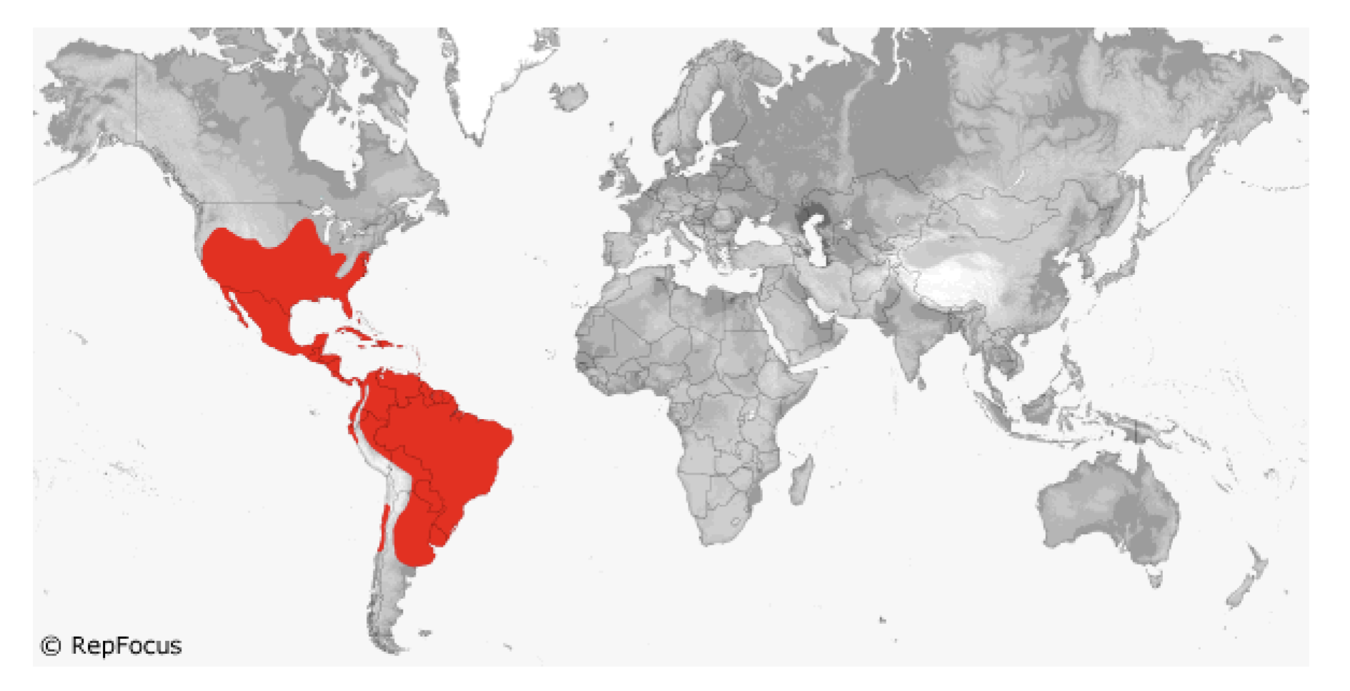 <p><span style="background-color: transparent;">Teiidae </span></p>