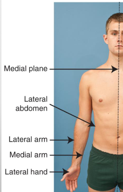 <p>medial = inside part, closet to medial aspect</p><p>lateral = outside part, away from center</p>