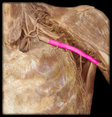 <p>Identify the structure</p>