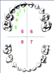 <p>First number (quadrant)</p><p>5- maxillary right</p><p>6- maxillary left</p><p>7- mandibular left</p><p>8- mandibular right</p><p>Second number (tooth)</p><p>1- central incisor</p><p>2- lateral incisor</p><p>3- canine</p><p>4- first molar</p><p>5- second molar</p>