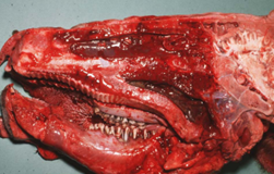 <p>diagnostico etiologico (bovino)</p>