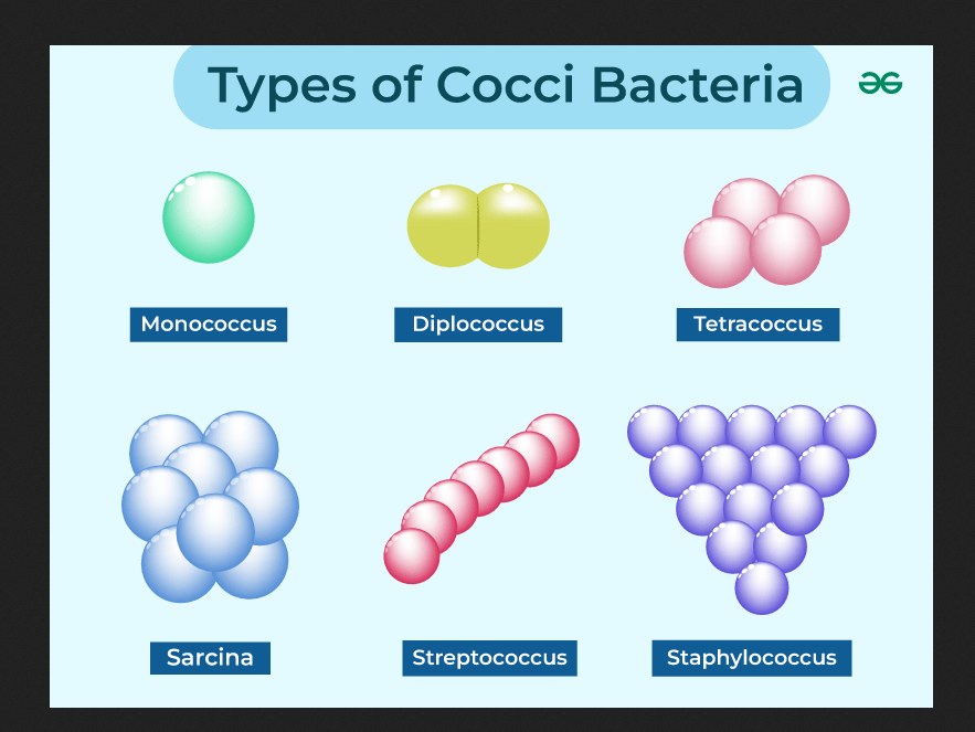 <p>Coccus</p>