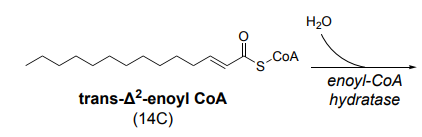 <p>Beta Oxidation (2/4)</p>