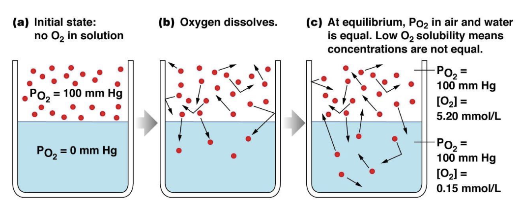 <ul><li><p>states that partial pressure and particle solubility determine diffusion of gas particles into a fluid, NOT particle concentration</p></li><li><p>the amount of gas that dissolves into a liquid is proportional tot he partial pressure of that gas in the gaseous phase and the solubility of that gas in a particular liquid</p></li></ul><p></p>