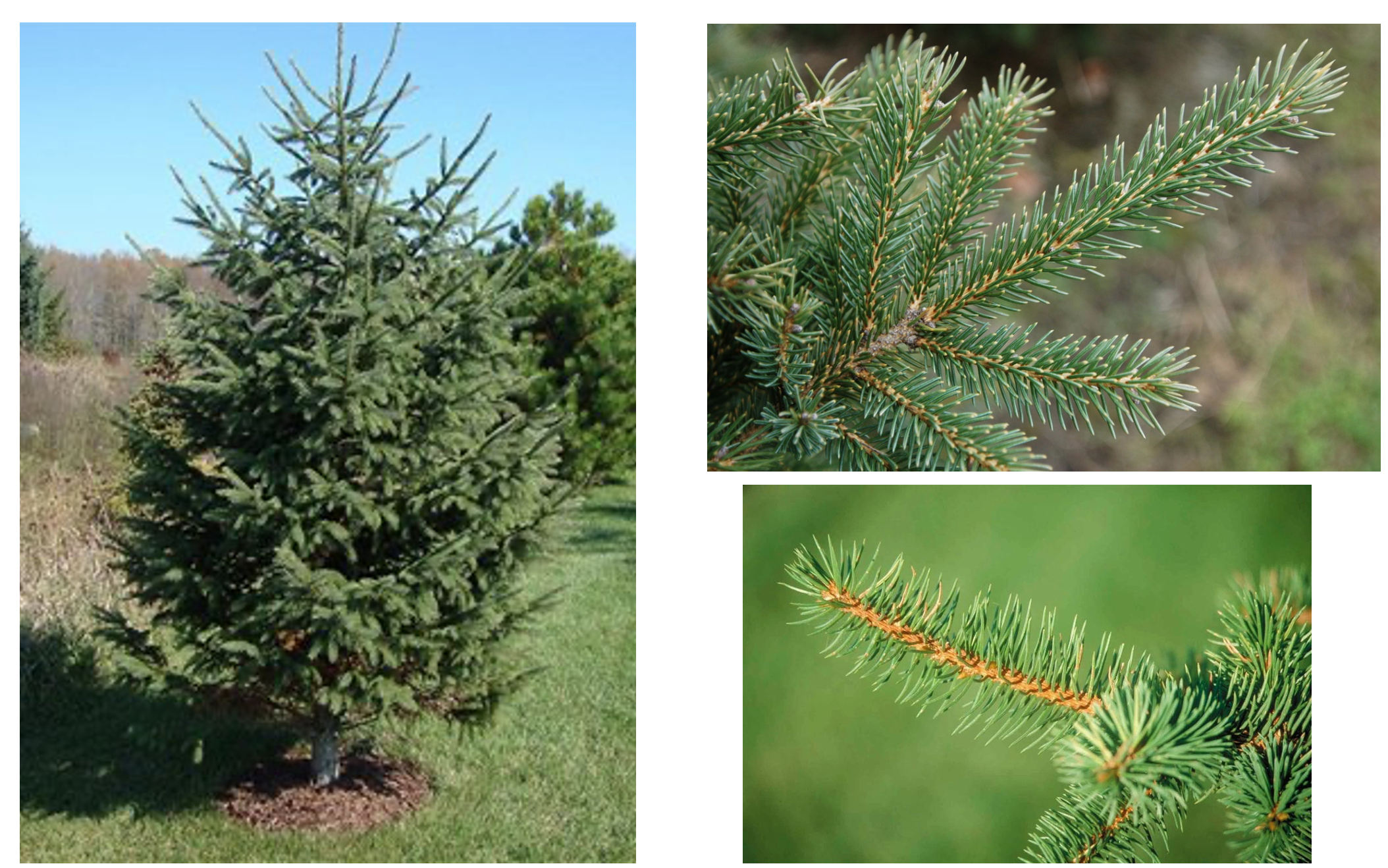 <p>What is this plant?</p>