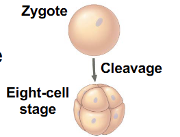 <p>How does a zygote becomes a cleavage?</p>