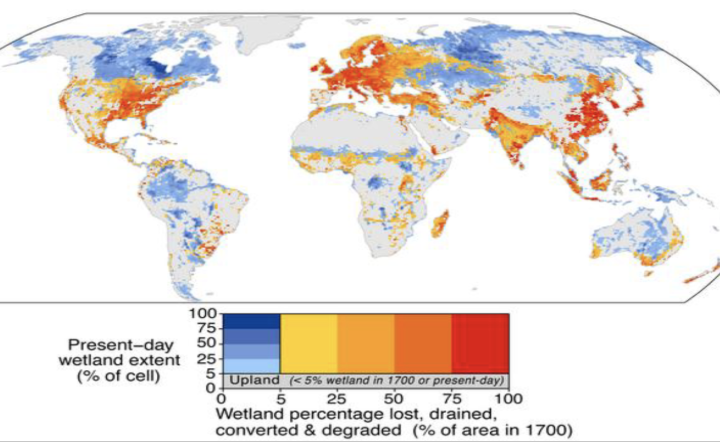 <p><span style="background-color: transparent;">Threatened worldwide</span></p><ul><li><p><span style="background-color: transparent;">Drainage- 35% in world’s lost since 1970s</span></p><ul><li><p><span style="background-color: transparent;">Michigan lost 40%, Ohio lost 90%</span></p></li></ul></li></ul><p></p>