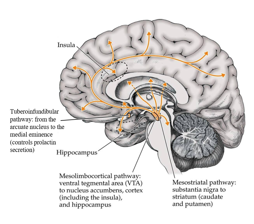 <p>1) <u>Neuronen van </u><strong><u>ventrale tegmentale regio (VTA)</u></strong></p><ul><li><p>diffuse projecties naar cortex, hippocampus, amygdala, hypothalamus, nucleus accumbens…</p></li><li><p>mesocorticaal & mesolimbisch systeem</p></li><li><p>alertheid, motivatie, cognitie, filtert sensoriële input met verhoogde aandacht voor relevante stimuli mogelijks gelinkt met beloning, generatie predictiefouten, stuurt aanleren van doelgericht gedrag…</p></li></ul><p>2) <u>Neuronen van </u><strong><u>substantia nigra (SN)</u></strong></p><ul><li><p>projecties naar striatum </p></li><li><p>nigrostriataal systeem</p></li><li><p>coördinatie van vrijwillige bewegingen met automatisering van doelgericht gedrag & gewoontevorming</p></li></ul><p></p>