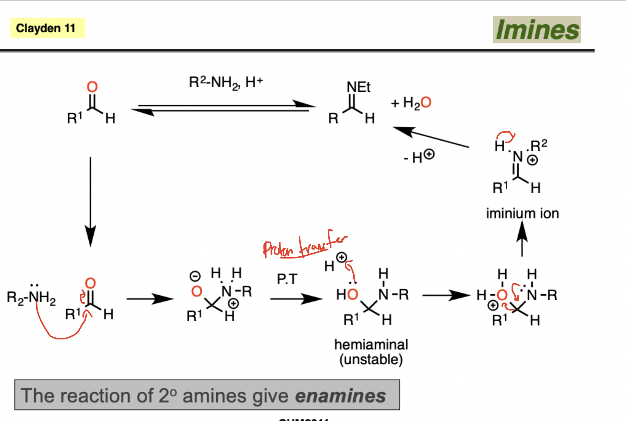 <ol><li><p>Nucleophilic attack</p></li></ol><p></p><ol start="2"><li><p>Formation of tetrahedral intermediate</p></li></ol><p></p><ol start="3"><li><p>Proton transfer  (NH2 → NH , O → OH)</p></li></ol><p></p><ol start="4"><li><p>Leaving group is good</p></li></ol><p></p><ol start="5"><li><p>Leaving group leaves,  double bond in N forms</p></li></ol><p></p><ol start="6"><li><p>Imminium ion</p></li></ol><p></p><ol start="7"><li><p>Lose a proton (from NH)</p></li></ol><p></p><p></p><p>Note: The reaction of secondary amines give enamines</p><p></p><p></p>