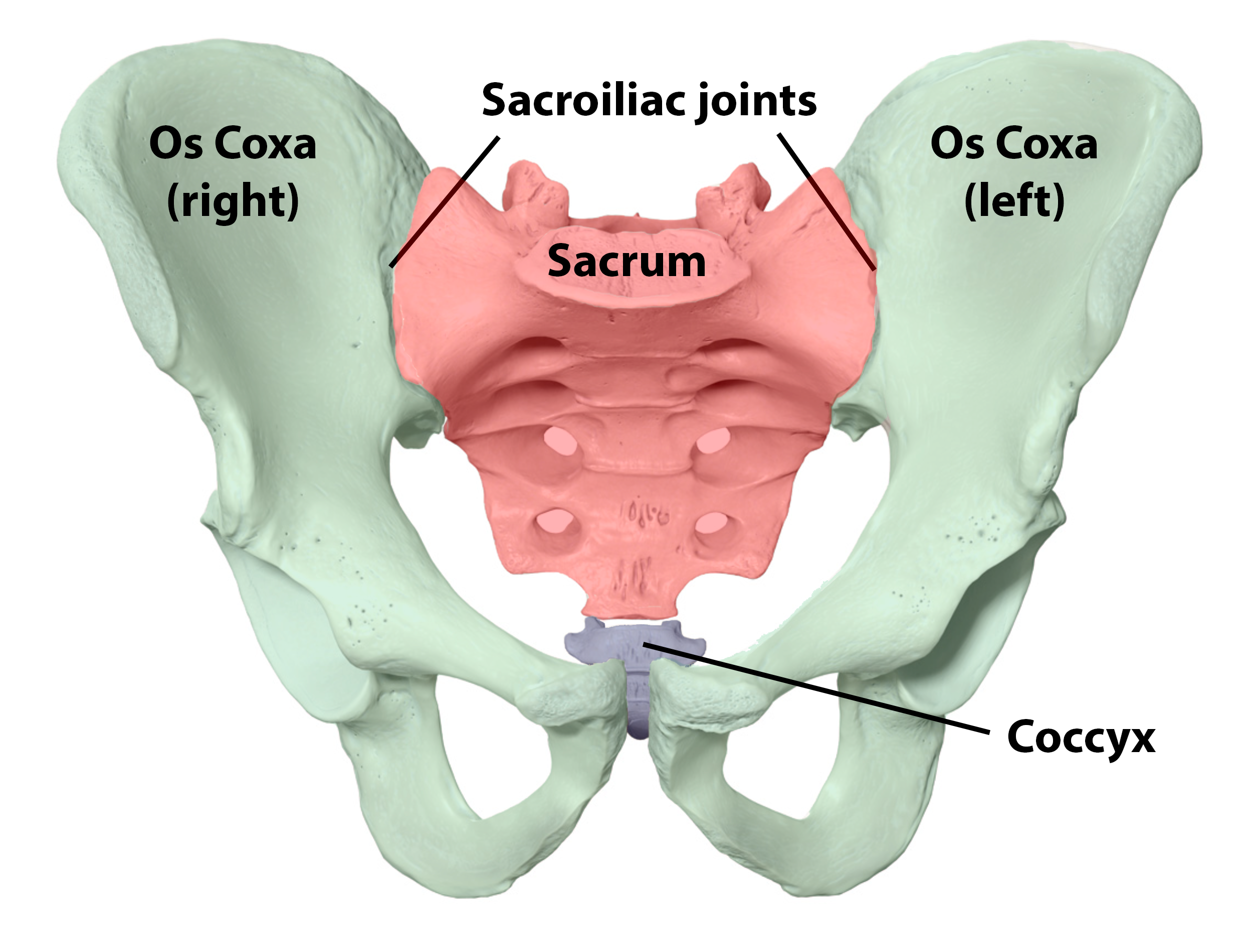 <p>connects spine to lower body</p>