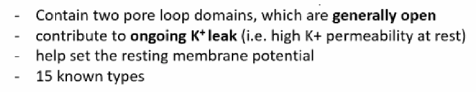<p>K2p channels: contain two pore-loop domains, are generally open, contribute to an ongoing K+ “leak” (high K+ permeability at rest), and help set the resting membrane potential (~15 known types). Kv channels: their open-state depends on membrane potential, they're normally closed at resting potential, and are also called “delayed rectifier” channels (“delayed” = take time to open; “rectifier” = return Vm to its resting level); ~40 known types.</p>