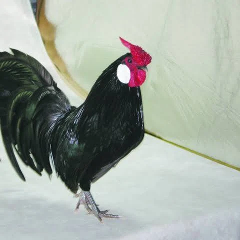 <p>wat voor ras is dit?</p>