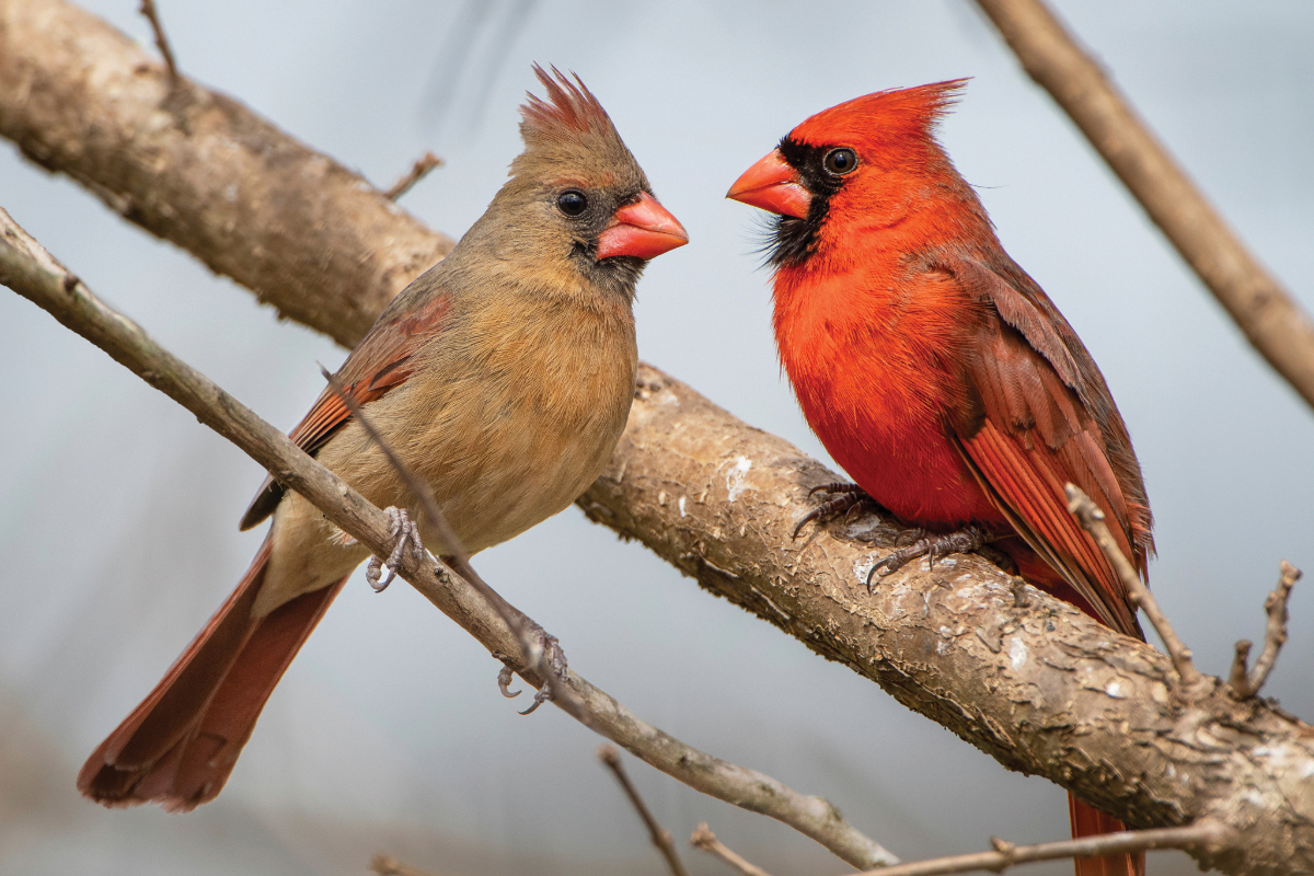 <p>a difference in secondary sexual characteristics between male and females of the same species</p>