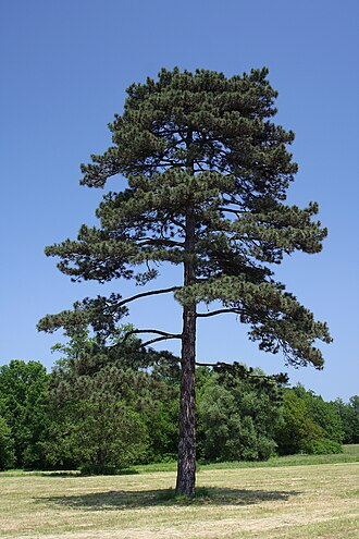 <p>Sosna czarna</p><p>Pinus nigra</p>