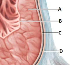<p>atria and ventricles (B)</p>