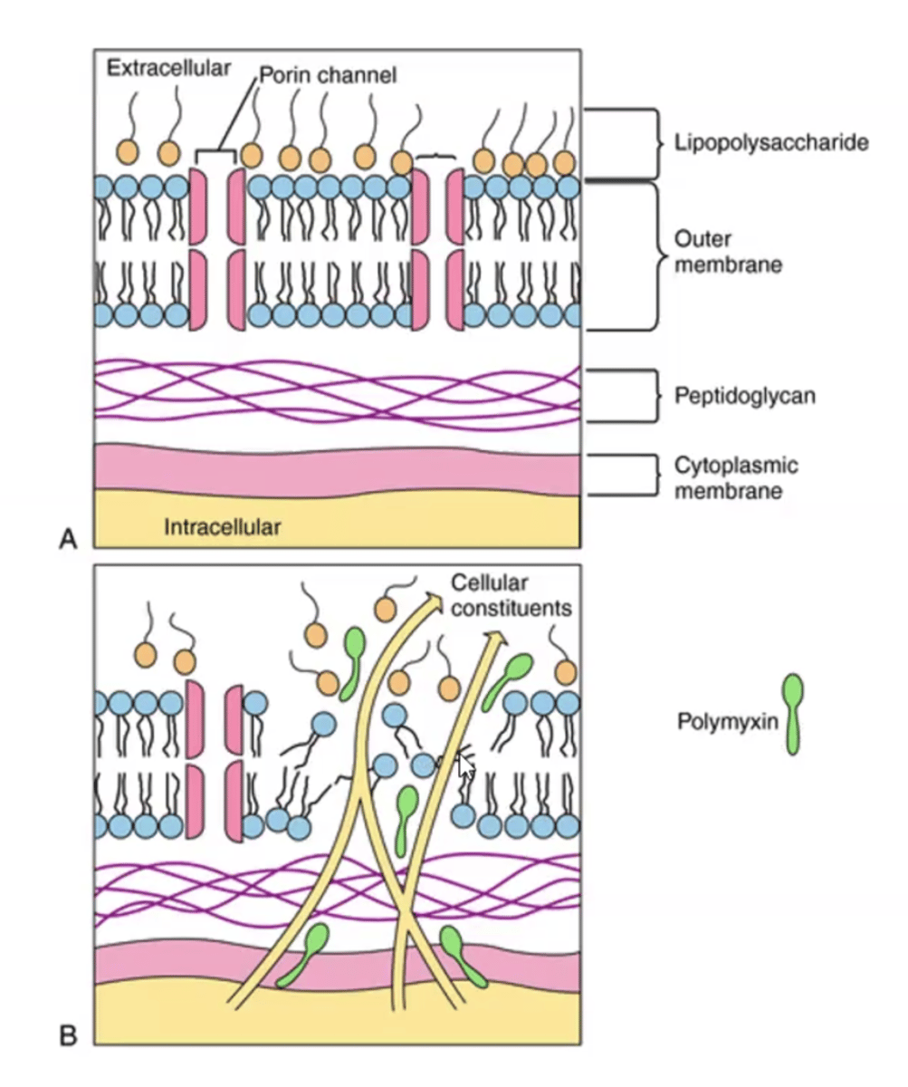 <p>- cellular membrane</p><p>- polymycin B disrupts cell membrane</p>