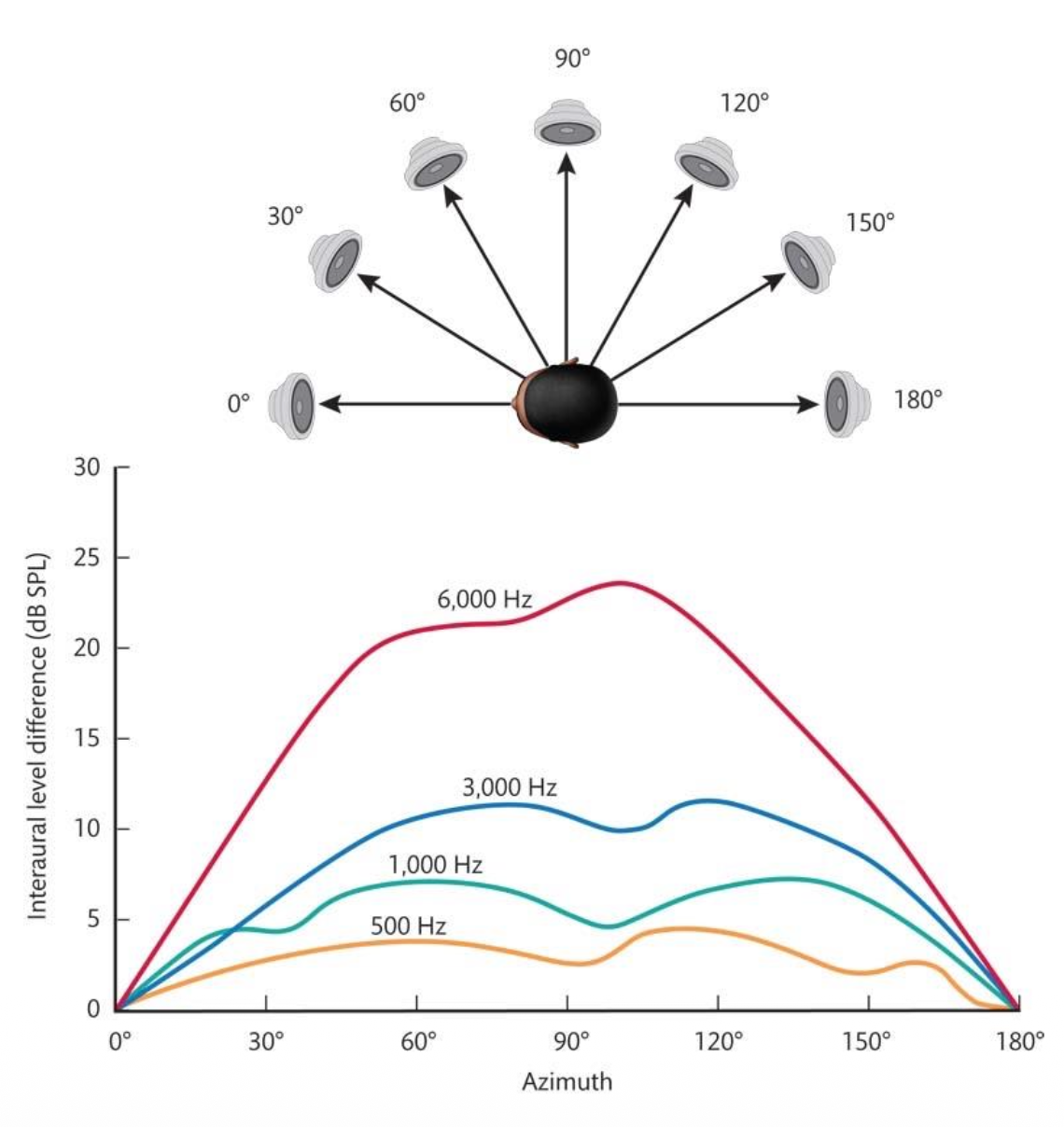 <p><u>Azimuth Sound Localization – Interaural Level Difference</u></p><p class="p2">2. Interaural Level Difference (ILD): __ difference between one ear versus the other.</p><p class="p4">• Caused by ? + ?.</p><p class="p5">• ILDs help localize lateral sounds, especially above 1000 Hz.</p><p class="p4"><span data-name="arrow_right_hook" data-type="emoji">↪</span> ILD is stronger at high frequencies (>1000 Hz).</p><p class="p4"><span data-name="arrow_right_hook" data-type="emoji">↪</span> Max ILD at ±90°; none at 0° or 180°.</p>