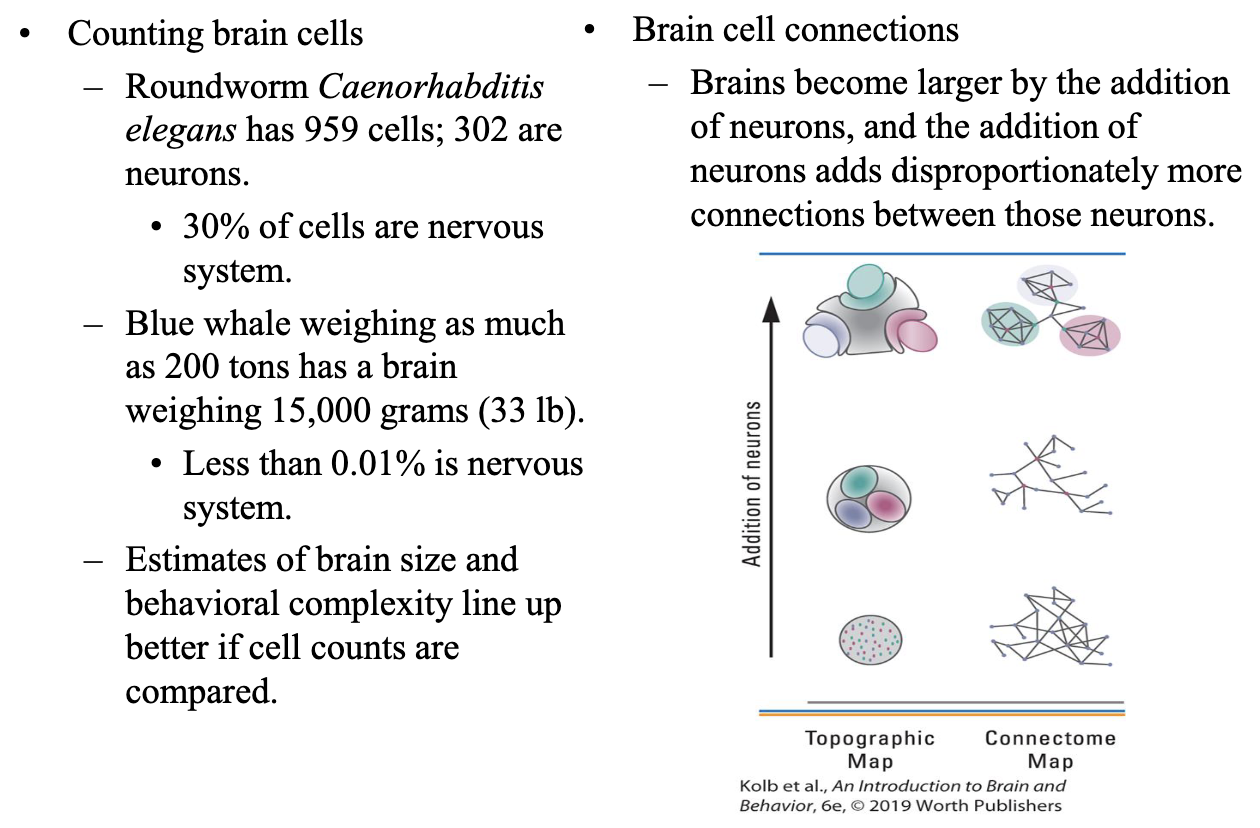 <ul><li><p>Estimates of behavioural complexity often line up better when neuron counts are considered (*note blue whale vs. roundworm)</p></li><li><p>Adding neurons also creates a disproportionately larger number of possible connections, allowing complex neural networks</p></li></ul><p></p>