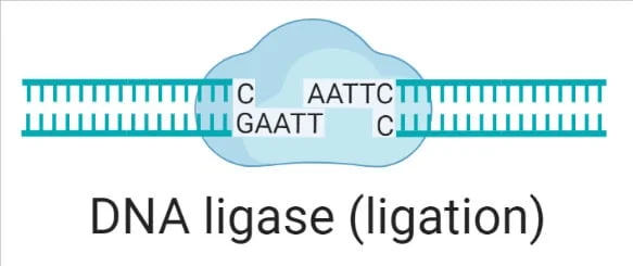 <p>DNA ligase</p>