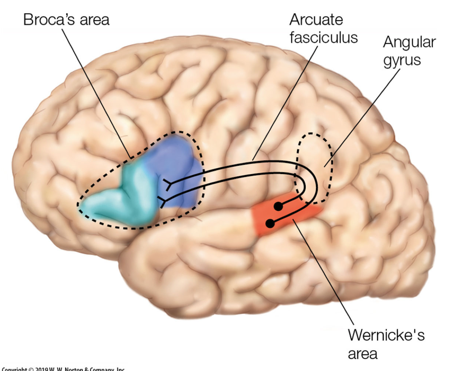 <p>Wernicke’s <strong>Aphasia: Fluent/Receptive</strong> Speech with Impaired Comprehension</p>