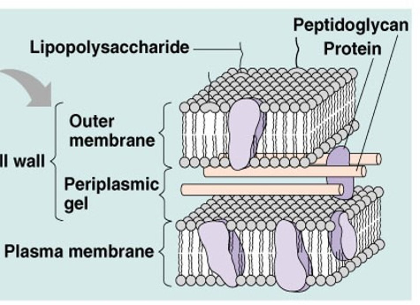 <p>Molecule found in gram-negative outer membranes that contains endotoxin and helps identify bacteria.</p>